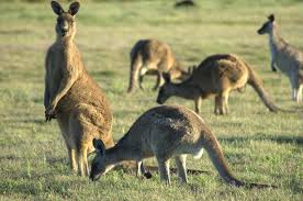 Kangaroo skin tariffs to be removed within two to seven years of ChAFTA